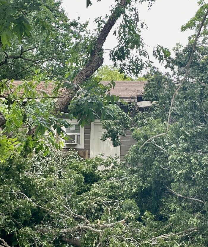 Images Dynamo Dusty's Tree Service