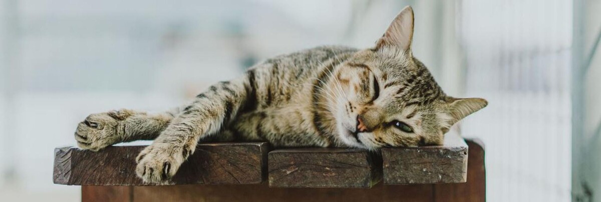 Images Annandale Veterinary Clinic