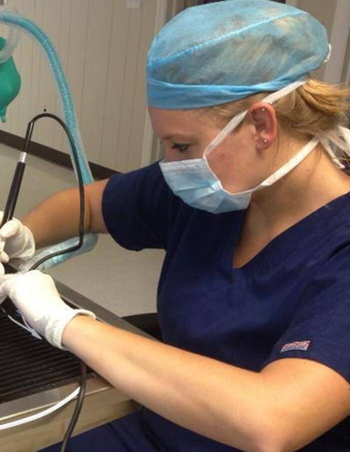 Images Pooler Veterinary Hospital