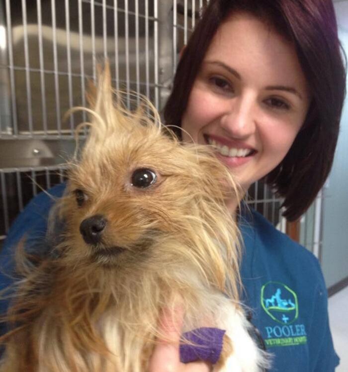 Images Pooler Veterinary Hospital