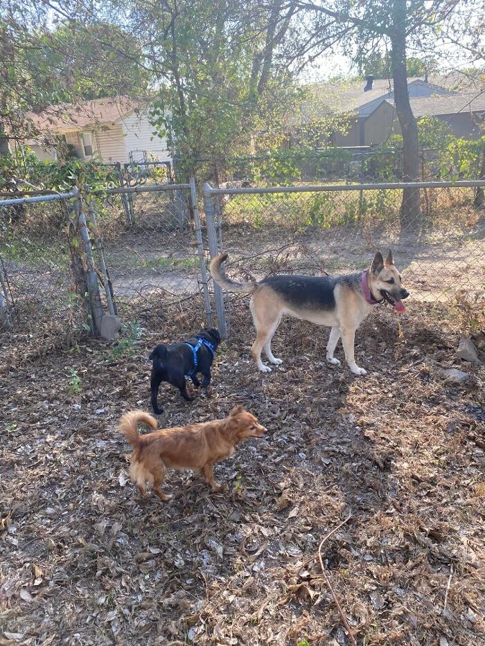 Images PawPoppins Pet Sitting
