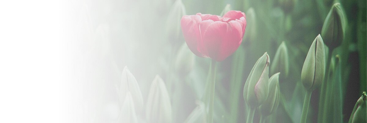 Images Tulip Cremation