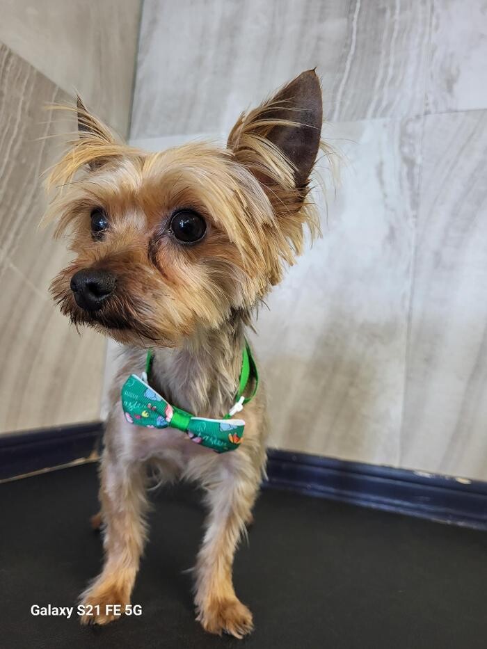 Images Le Filthy Pooche