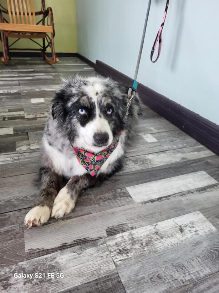 Images Le Filthy Pooche