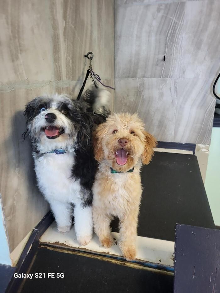 Images Le Filthy Pooche