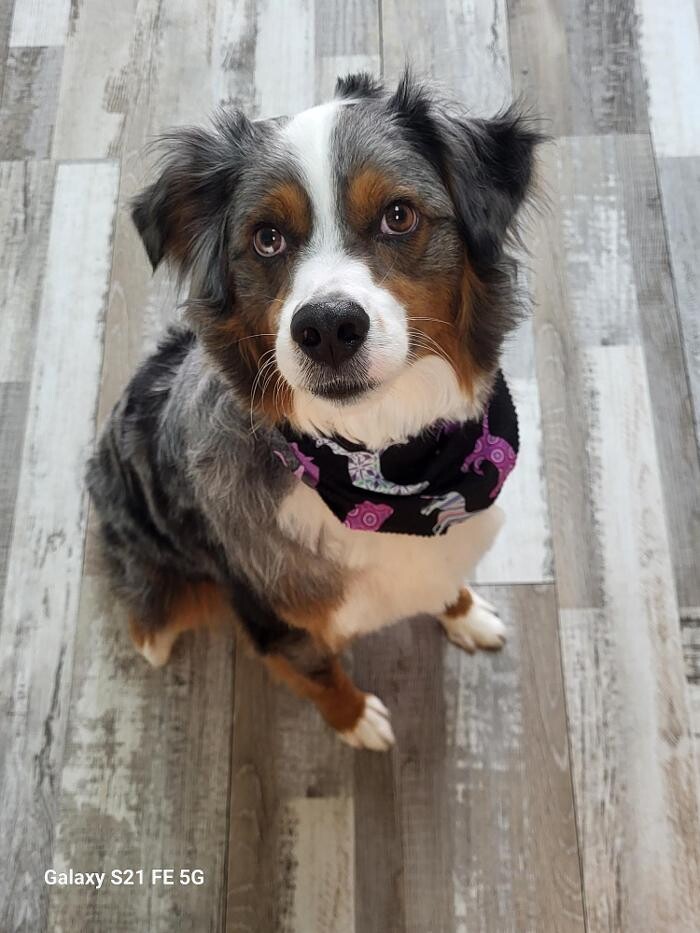 Images Le Filthy Pooche