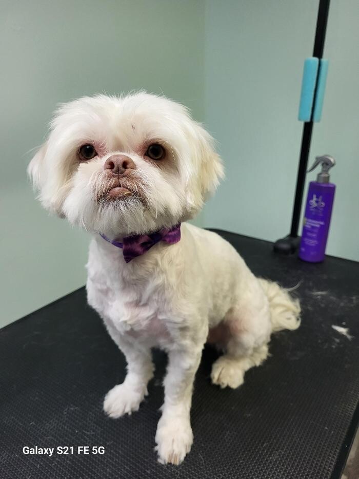 Images Le Filthy Pooche