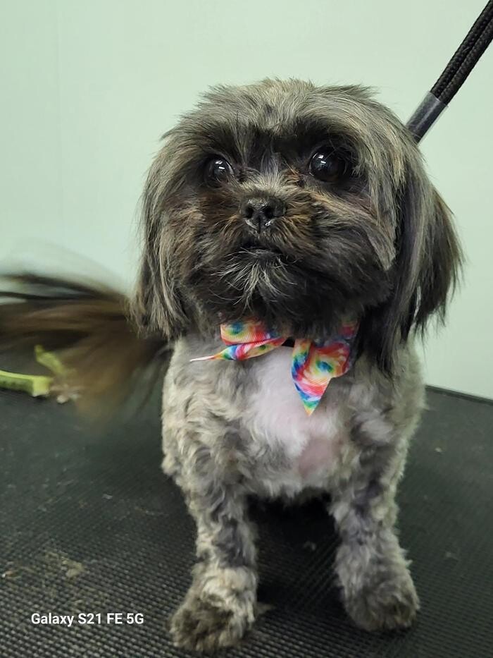 Images Le Filthy Pooche