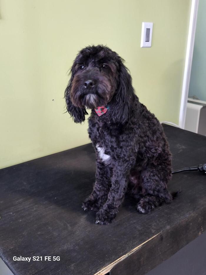 Images Le Filthy Pooche