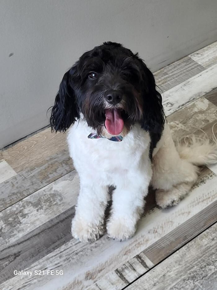 Images Le Filthy Pooche