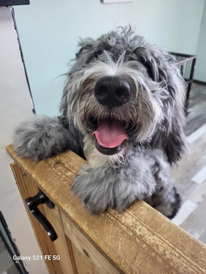 Images Le Filthy Pooche