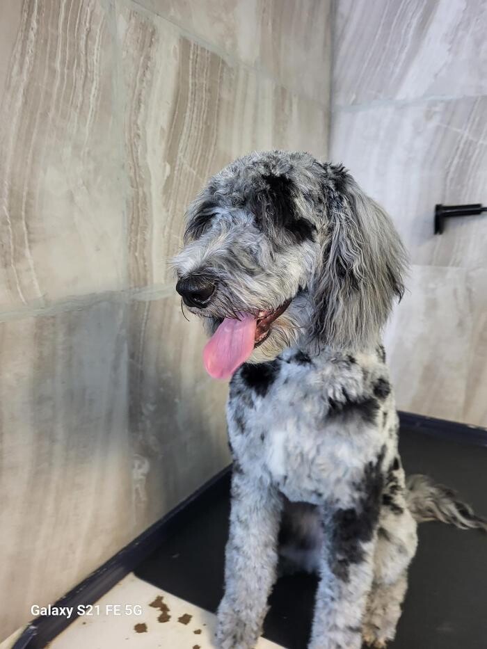 Images Le Filthy Pooche