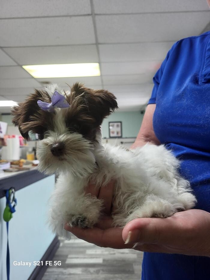 Images Le Filthy Pooche