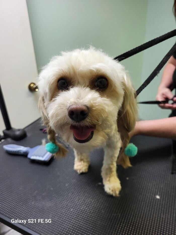 Images Le Filthy Pooche