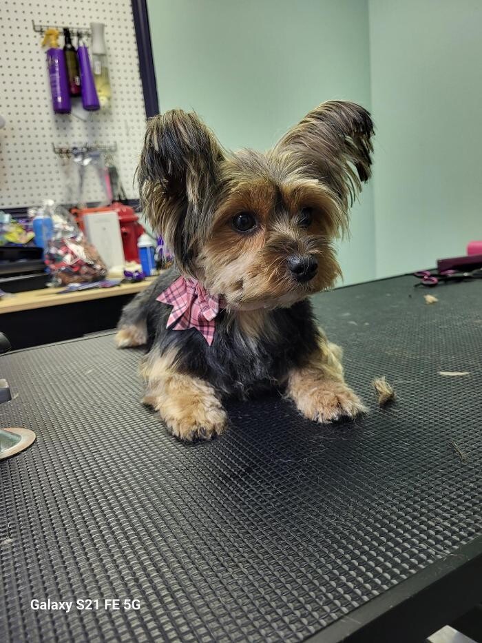 Images Le Filthy Pooche