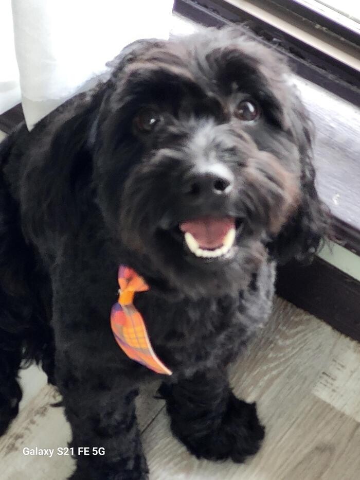 Images Le Filthy Pooche