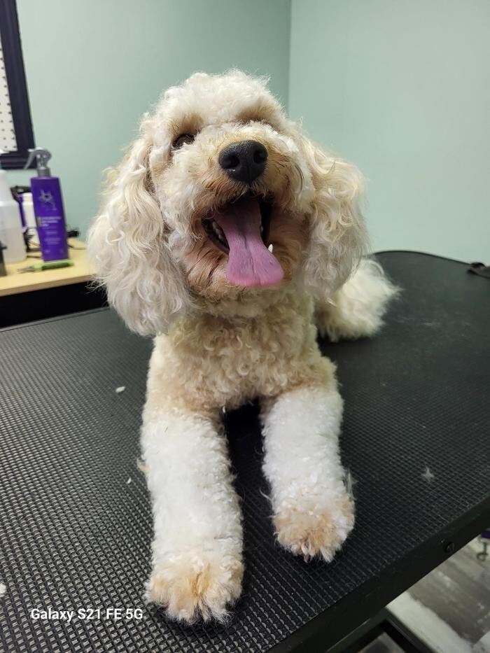 Images Le Filthy Pooche