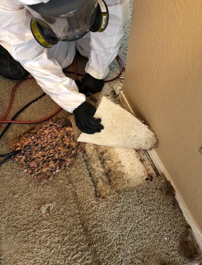 Images Disaster Response