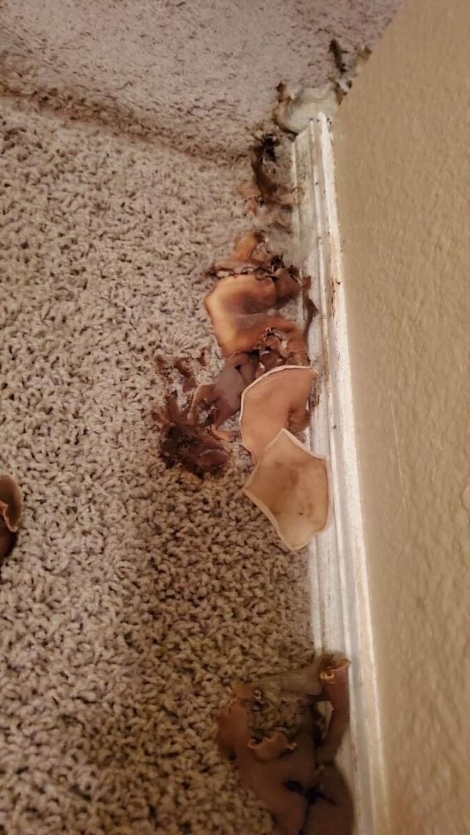 Images Disaster Response