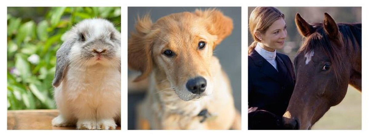 Images In Memoriam Pet Services