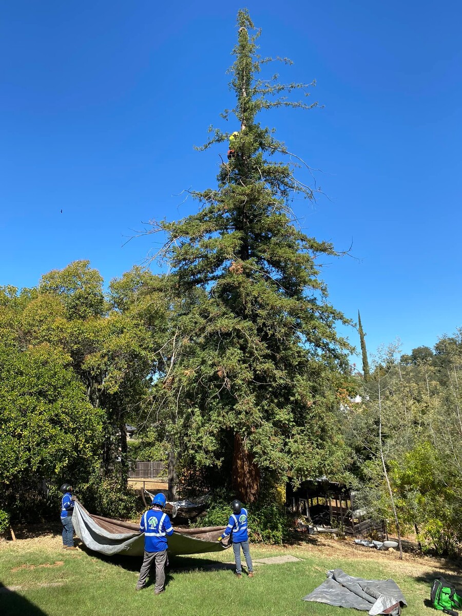 Images Sky Crew Tree Service