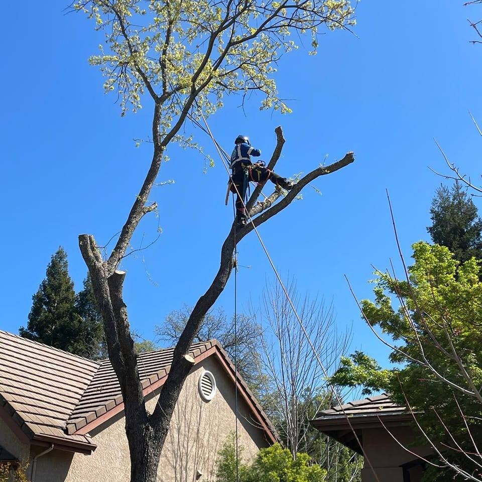 Images Sky Crew Tree Service