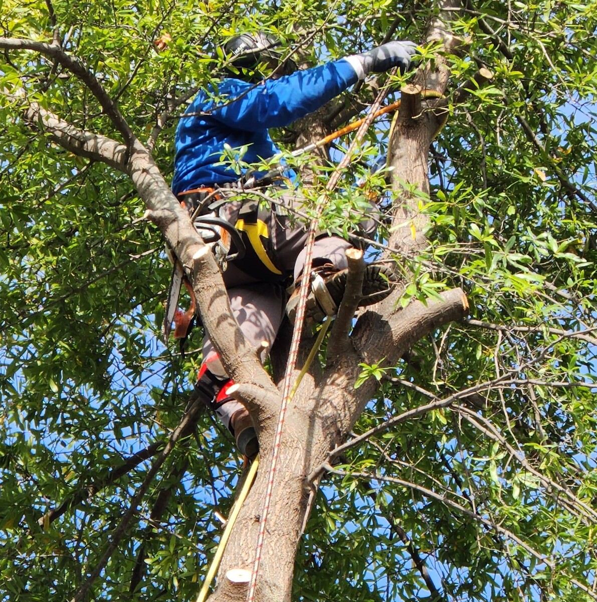 Images Sky Crew Tree Service