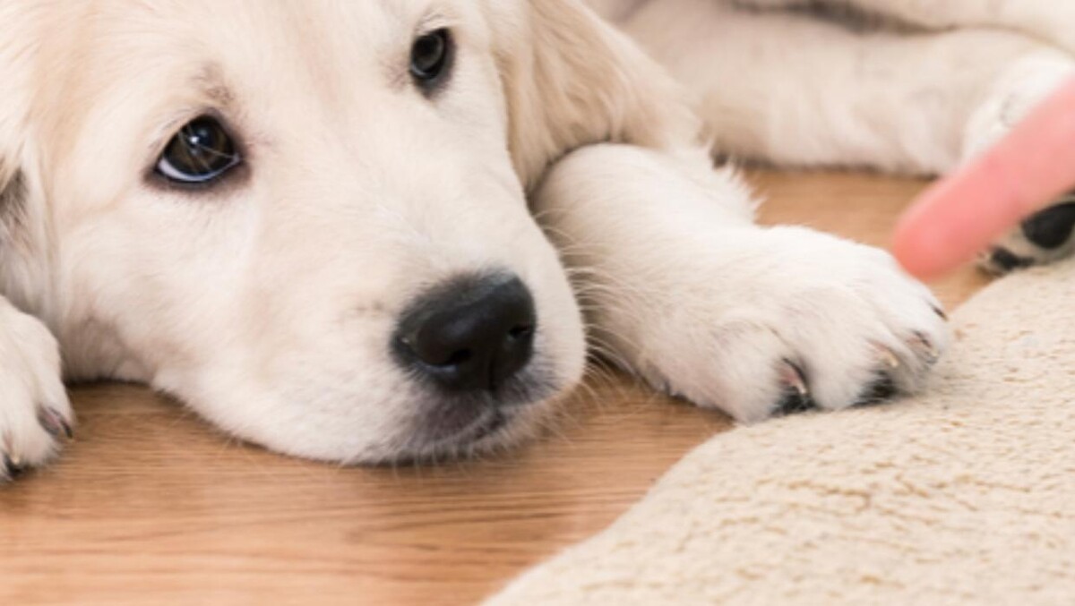 Images All American Carpet Cleaning