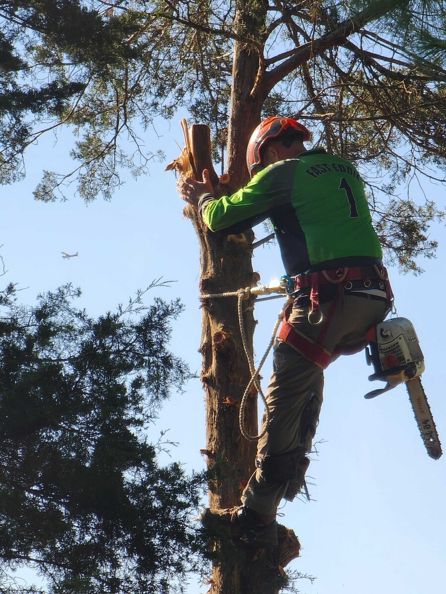 Images Tree Care USA