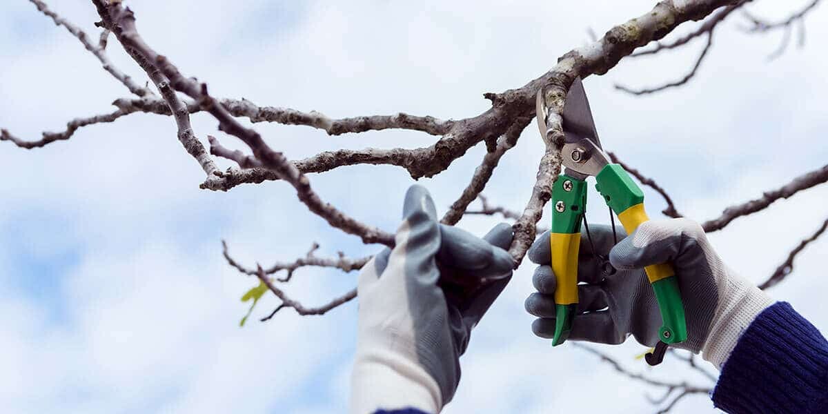 Images Tree Care USA