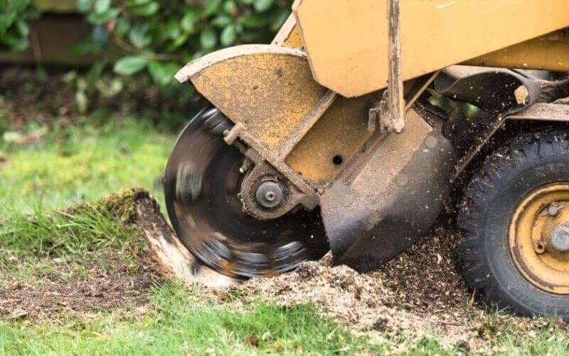 Images Tree Care USA