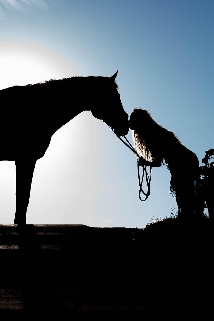 Images Sunflower Meadows Equestrian