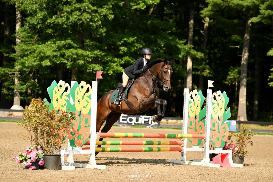 Images Sunflower Meadows Equestrian