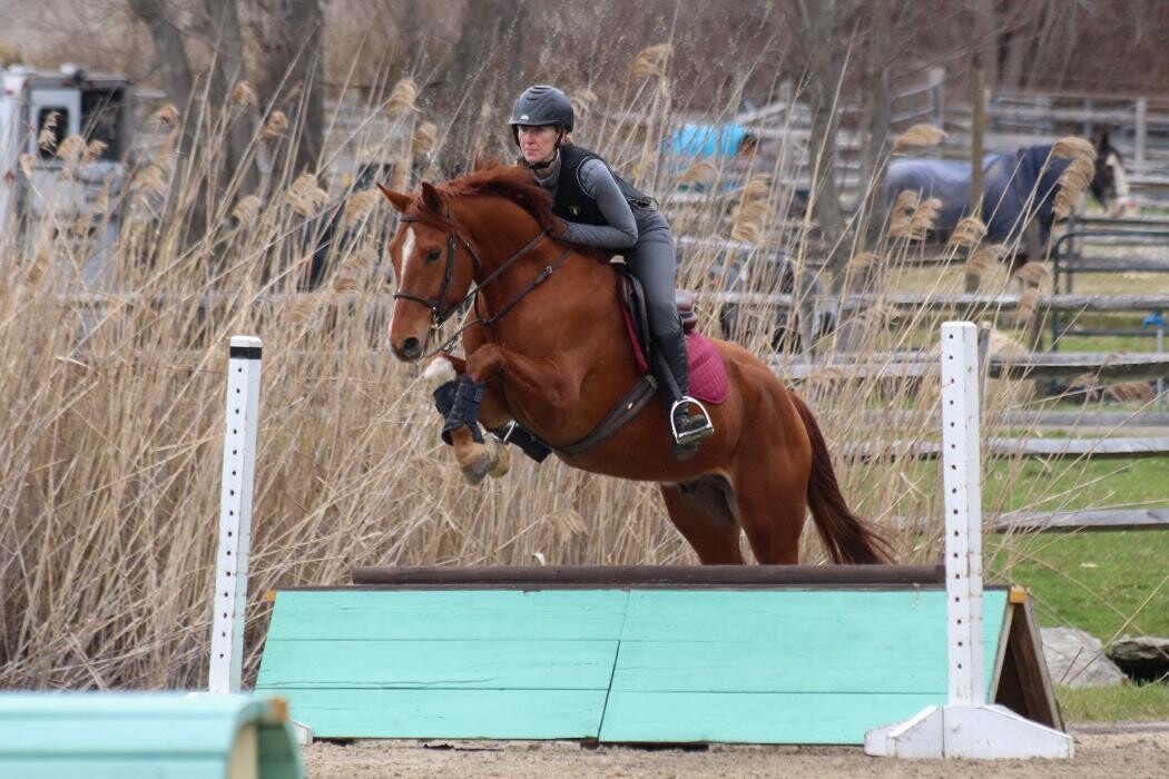 Images Sunflower Meadows Equestrian
