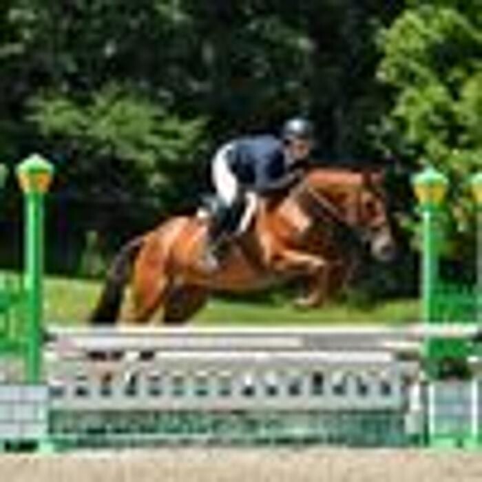 Images Sunflower Meadows Equestrian