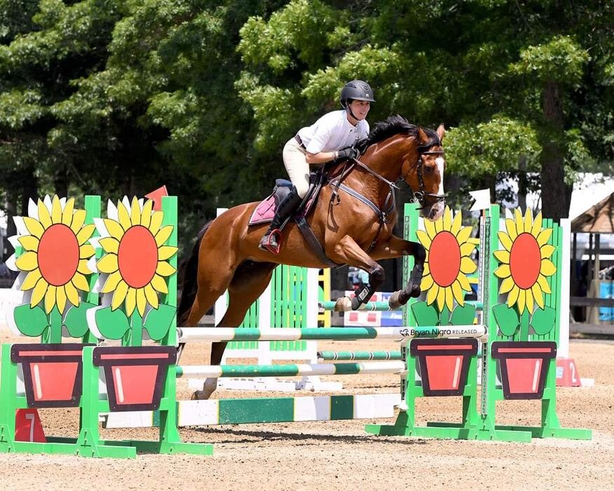 Images Sunflower Meadows Equestrian