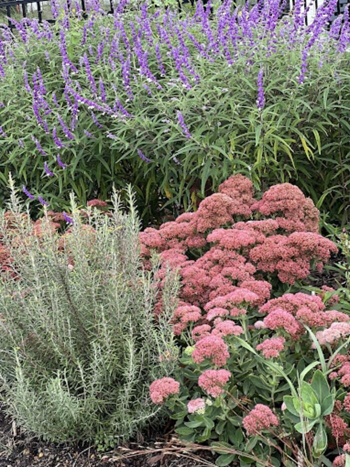 Images Melissa Hall Garden Designs