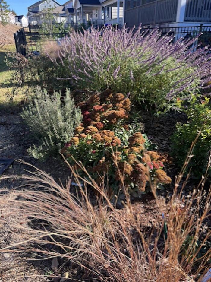 Images Melissa Hall Garden Designs