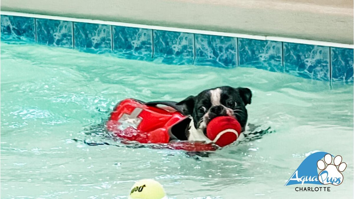 Images AquaPups Charlotte