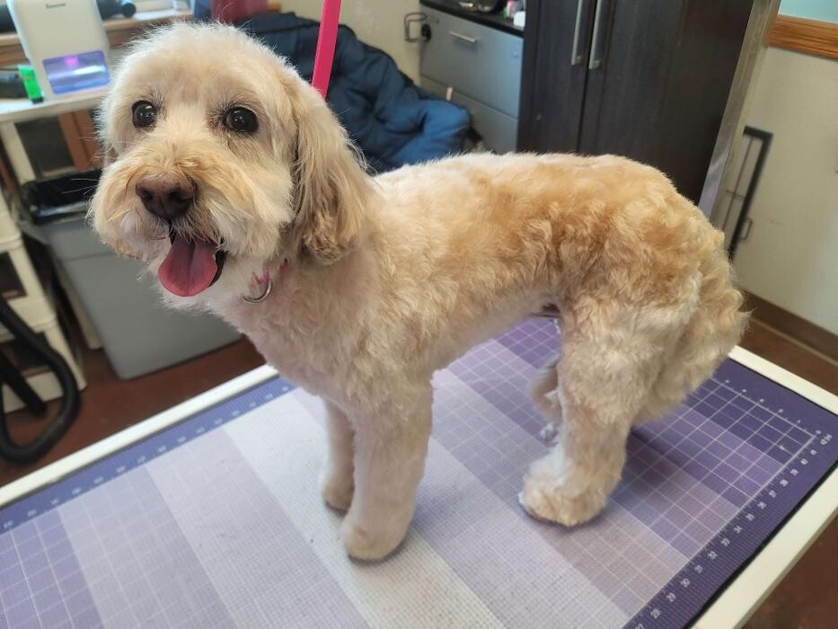 Images Dandy Dog Pet Parlor