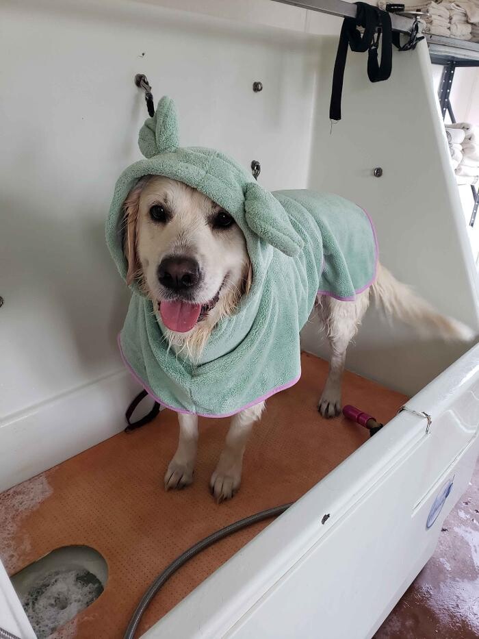 Images Dandy Dog Pet Parlor