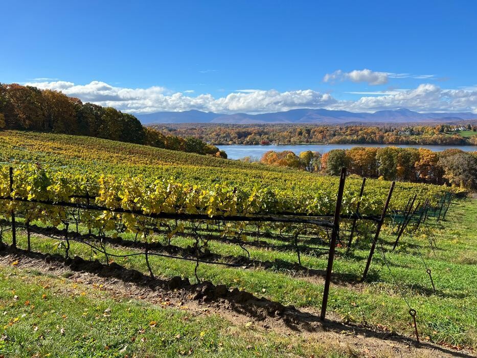 Images Whitecliff Vineyard at Hudson, NY