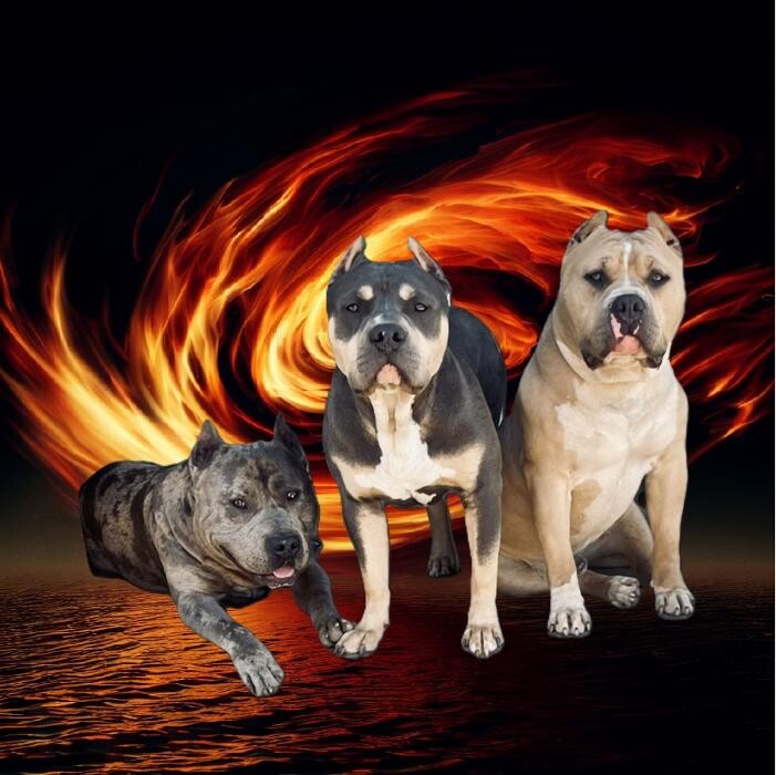 Images Topshelf Kennel LLC