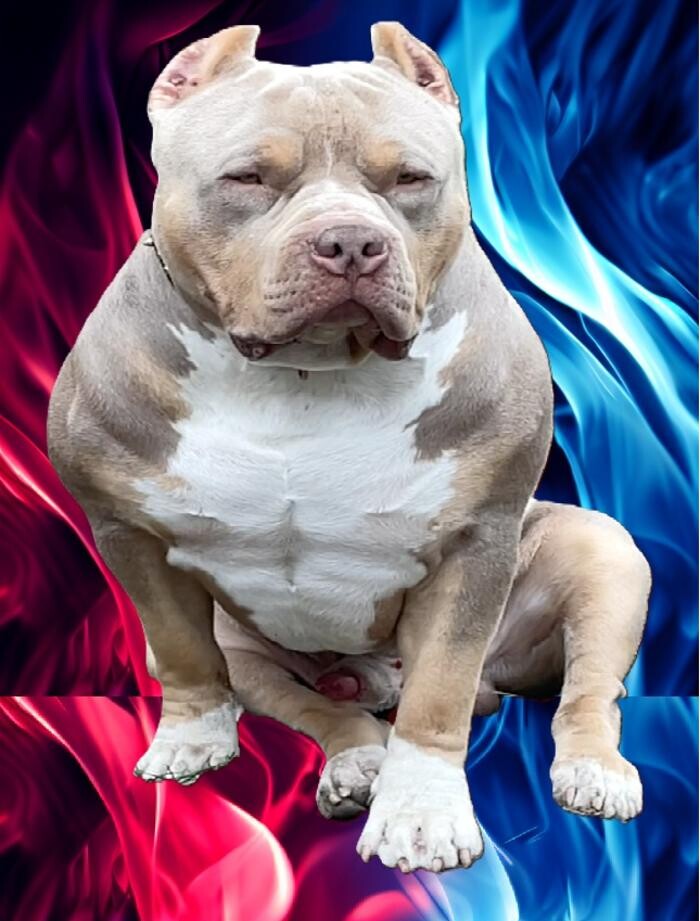 Images Topshelf Kennel LLC