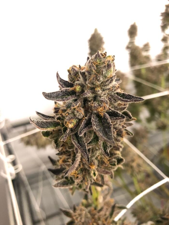 Images SNAXLAND - High Street