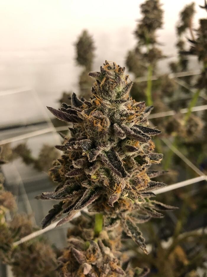 Images SNAXLAND - High Street