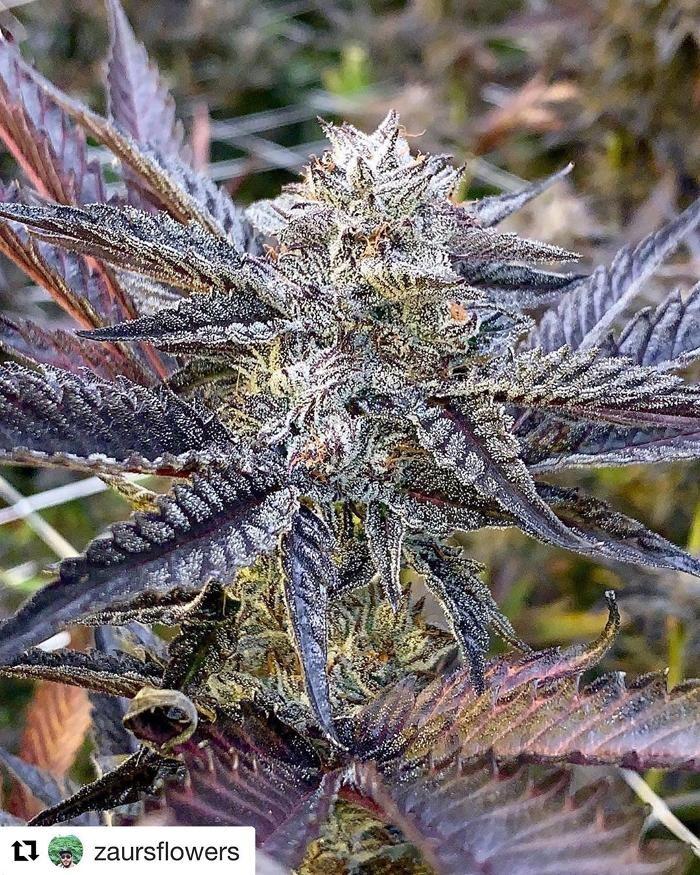 Images SNAXLAND - High Street