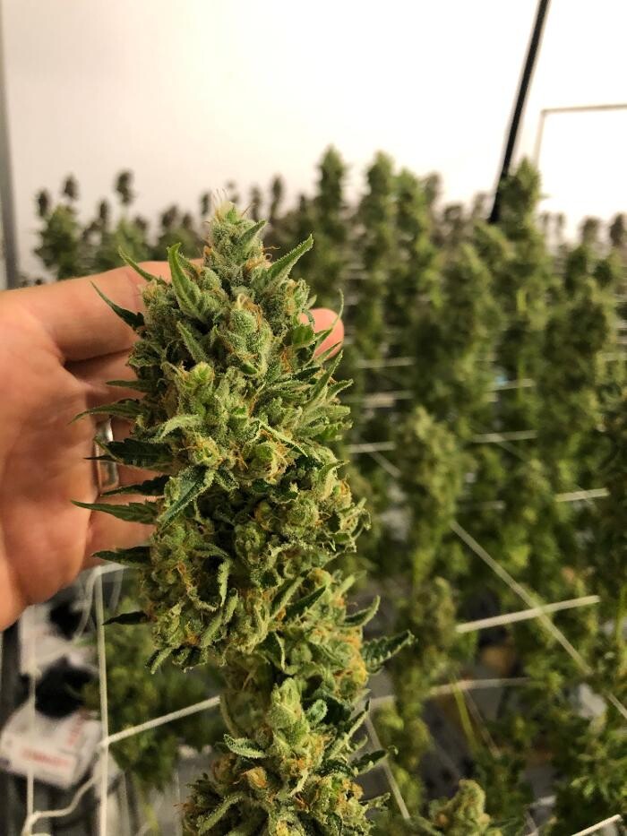 Images SNAXLAND - High Street