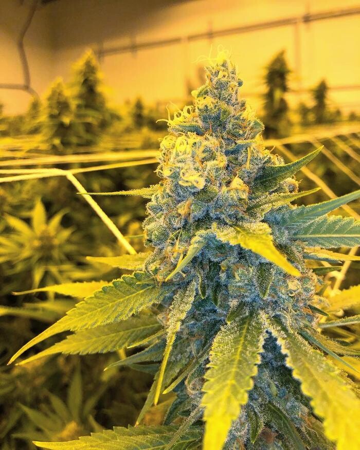 Images SNAXLAND - High Street