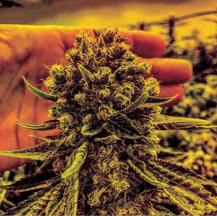 Images SNAXLAND - High Street